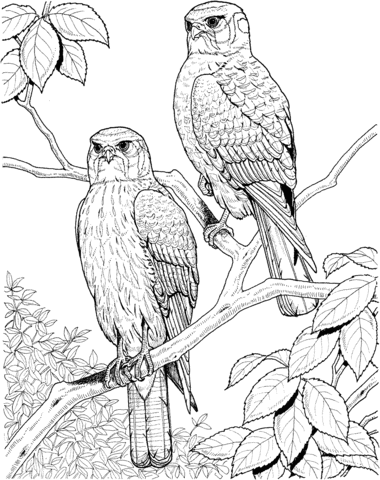 Two Perched Hawks Coloring Page